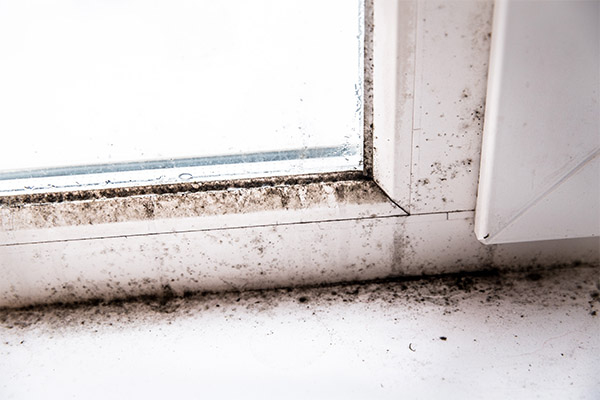 Water/Mold Damage Claims