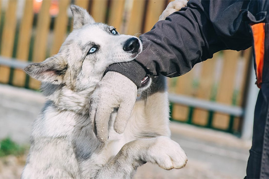 What should I do if I've been bitten or attacked by a dog in Ontario?