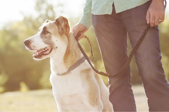 Can I sue the dog owner for damages after a dog attack in Ontario?