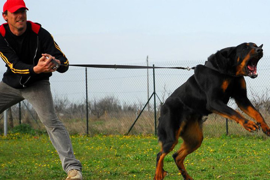 How can I prove liability in a dog attack case in Ontario?