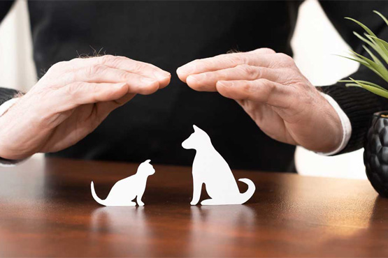 Can I sue for damages if my pet is attacked by another dog in Ontario?